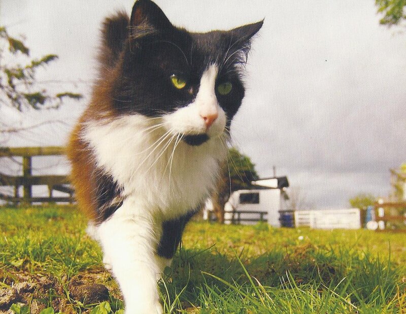 Black and White Cat — Green, Calm, Afternoon, Photograph, Grass, Fence, Building