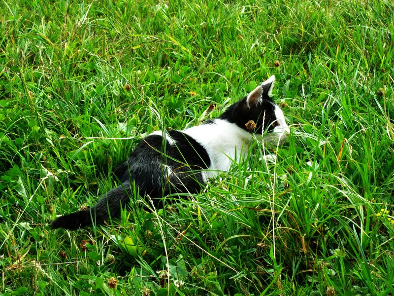 Black and White Cat — Green, Calm, Afternoon, Photograph, Grass, Flower