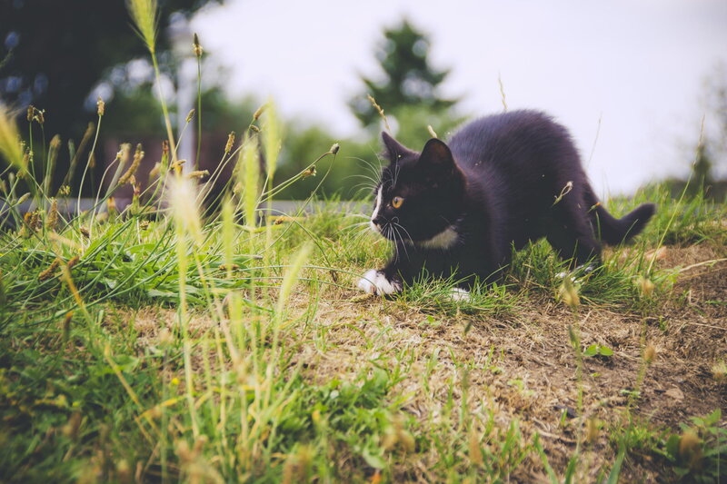 Black and White Cat — Green, Calm, Afternoon, Photograph, Grass, Plants