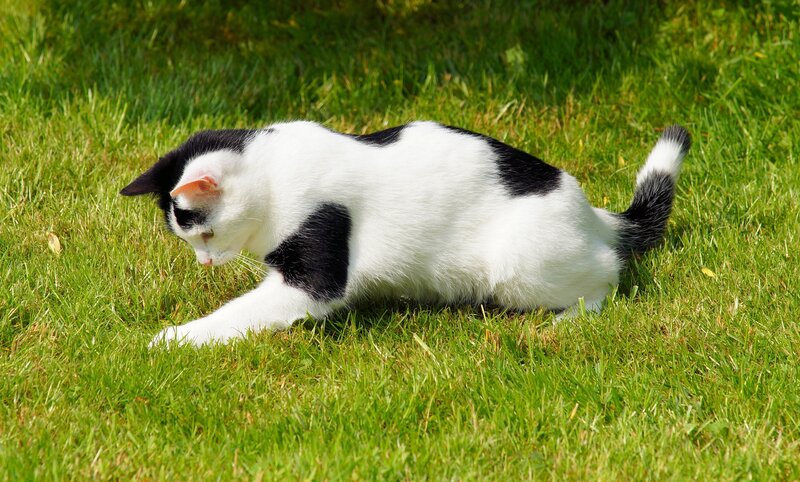 Black and White Cat — Green, Calm, Afternoon, Photograph, Grass, Tail