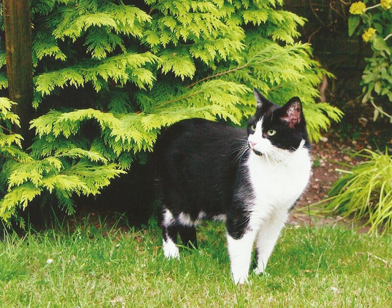 Black and White Cat — Green, Calm, Afternoon, Photograph, Grass, Tree, Flowers