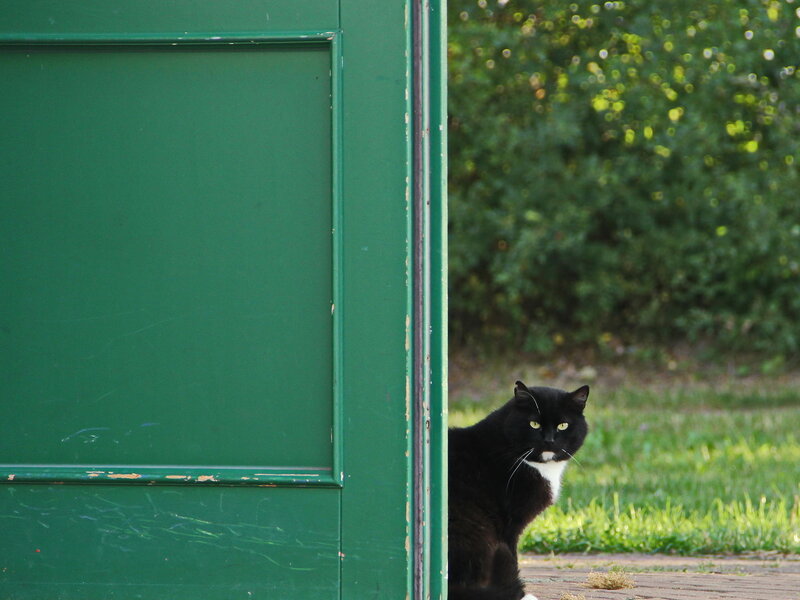 Black and White Cat — Green, Calm, Afternoon, Photograph, Green Door