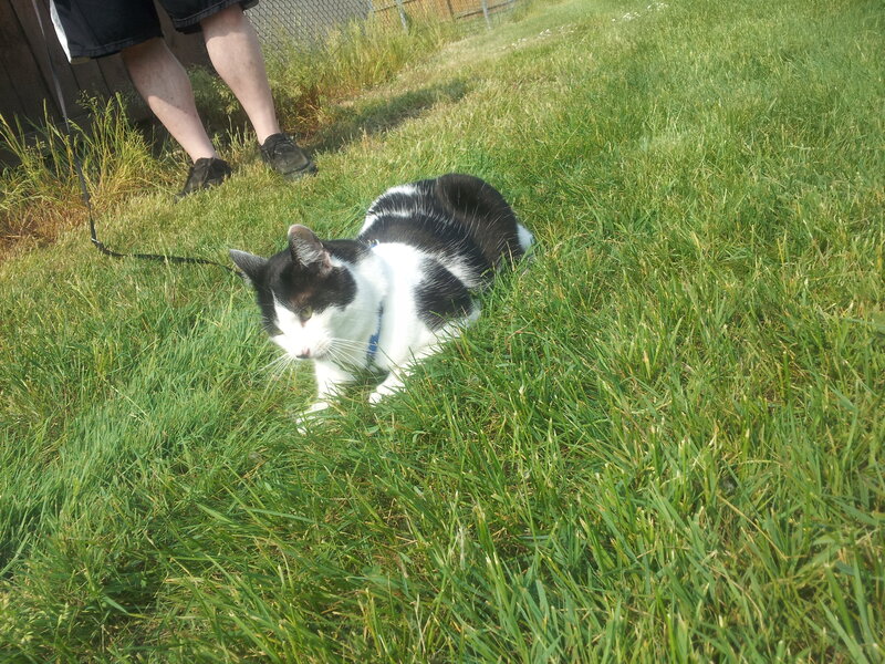 Black and White Cat — Green, Calm, Afternoon, Photograph, Person