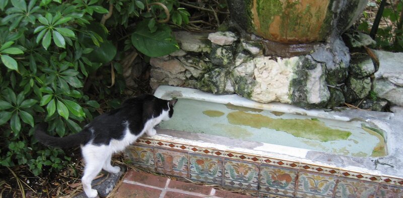 Black and White Cat — Green, Calm, Afternoon, Photograph, Plant