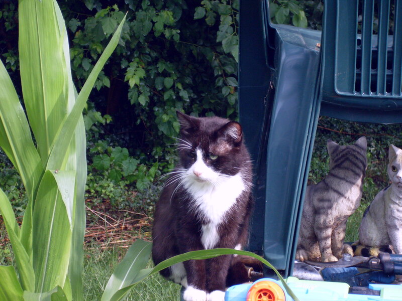 Black and White Cat — Green, Calm, Afternoon, Photograph, Plants, Statues