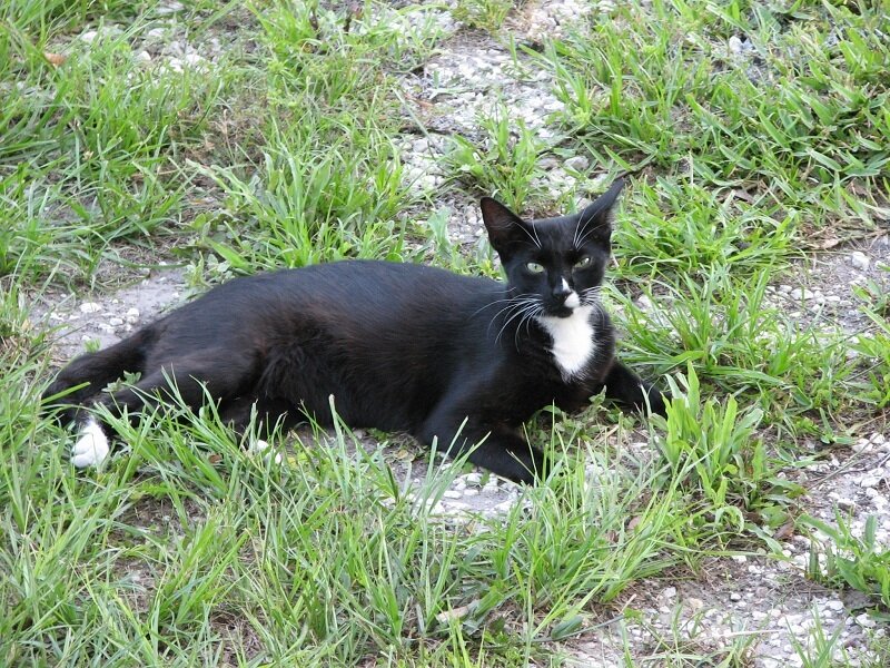 Black and White Cat — Green, Calm, Afternoon
