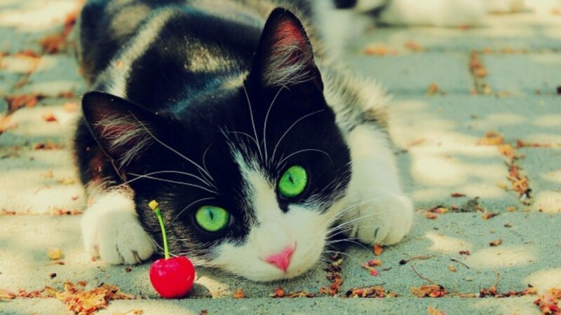 Black and White Cat — Green, Calm, Autumn, Photograph, Cherry, Leaves