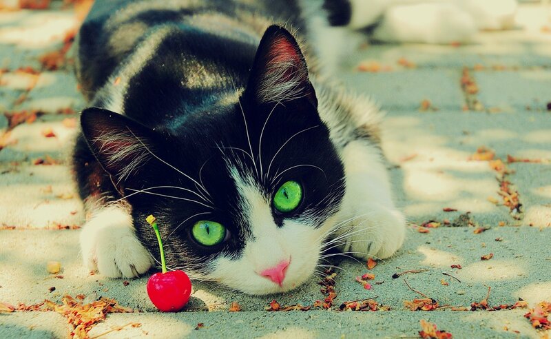 Black and White Cat — Green, Calm, Autumn