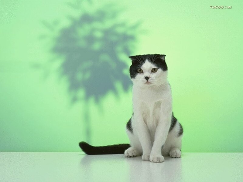 Black and White Cat — Green, Calm, Photograph