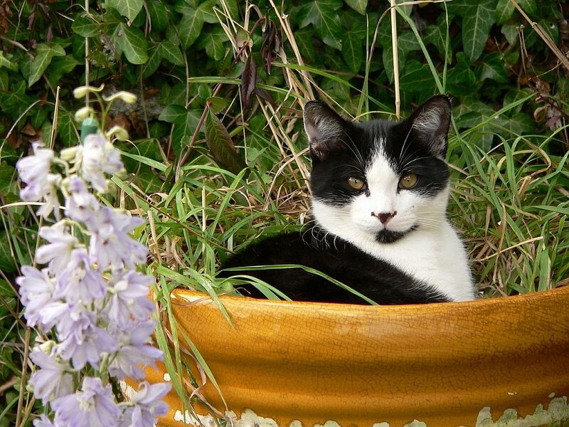 Black and White Cat — Green, Calm, Spring, Photograph, Flower