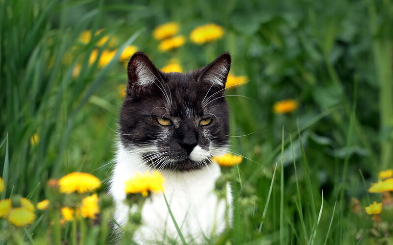 Black and White Cat — Green, Calm, Spring, Photograph, Grass