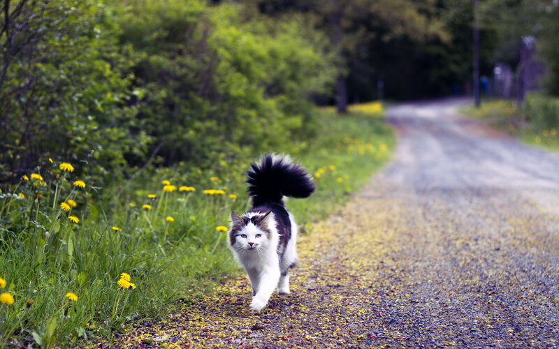 Black and White Cat — Green, Calm, Spring, Photograph, Road