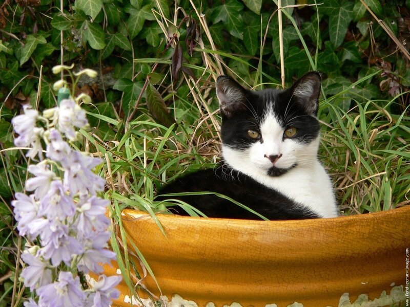 Black and White Cat — Green, Calm, Spring, Photograph