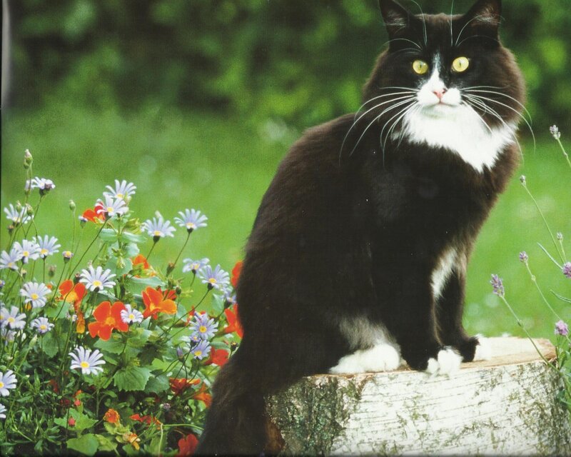 Black and White Cat — Green, Calm, Summer, Photograph