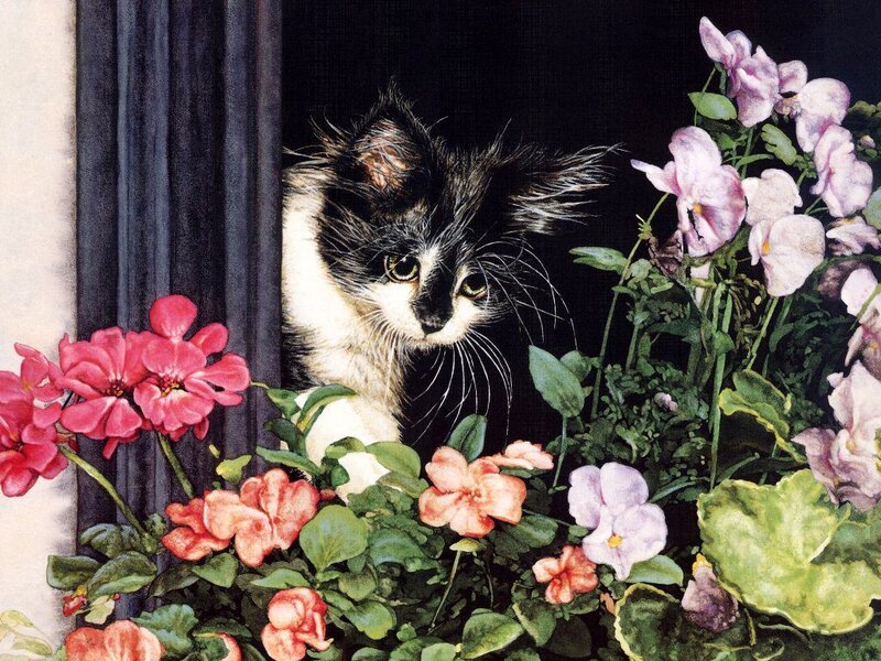 Black and White Cat — Green, Calm