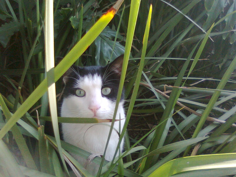 Black and White Cat — Green, Curious, Afternoon