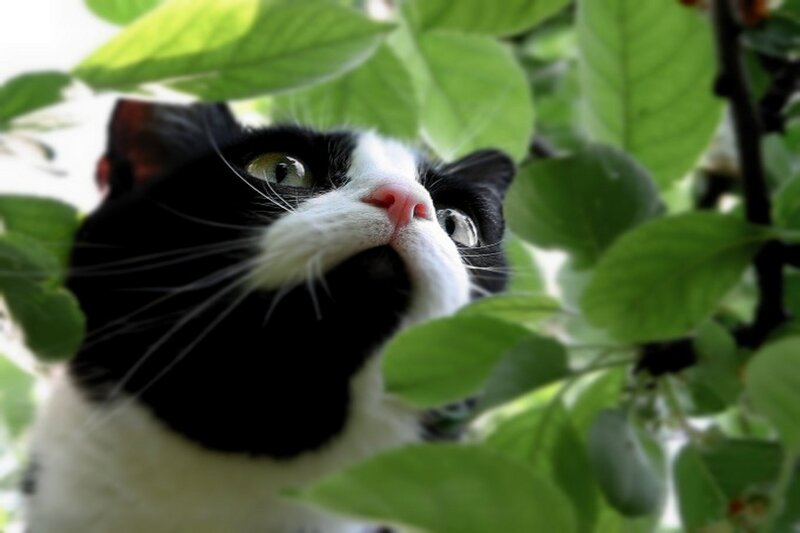 Black and White Cat — Green, Curious, Morning