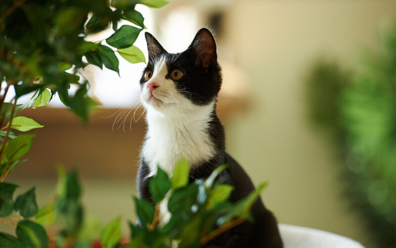 Black and White Cat — Green, Curious, Photograph