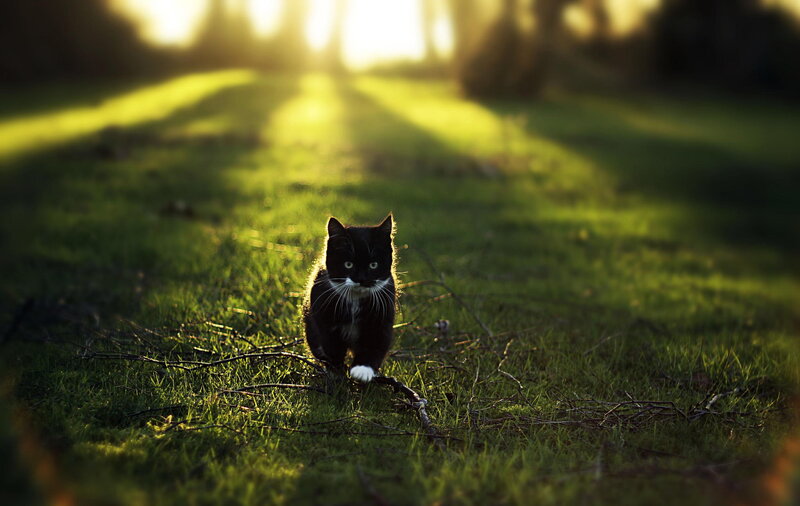 Black and White Cat — Green, Dramatic