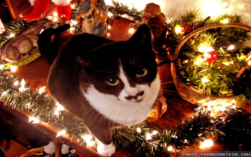 Black and White Cat — Green, Festive