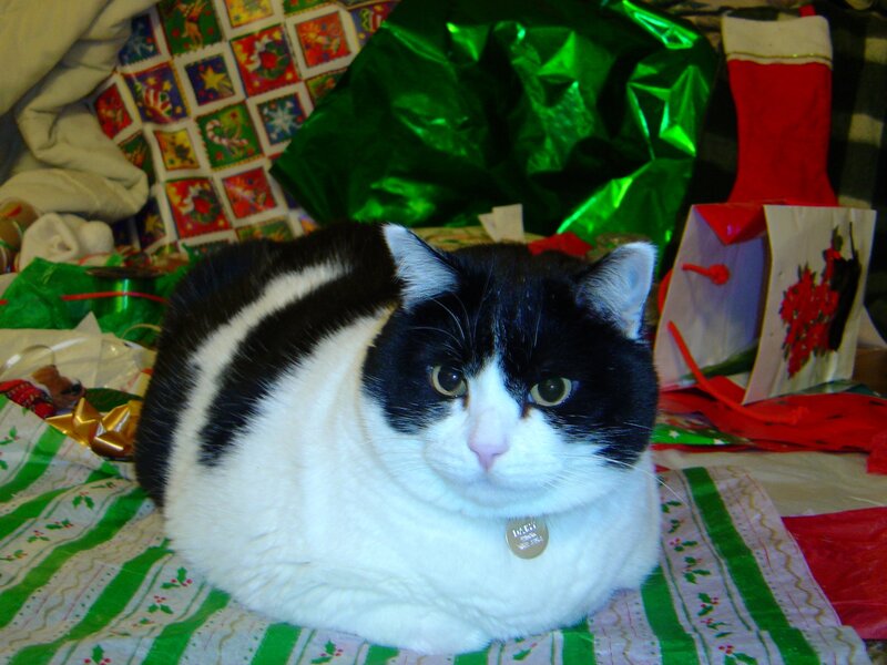 Black and White Cat — Green, Festive, Winter