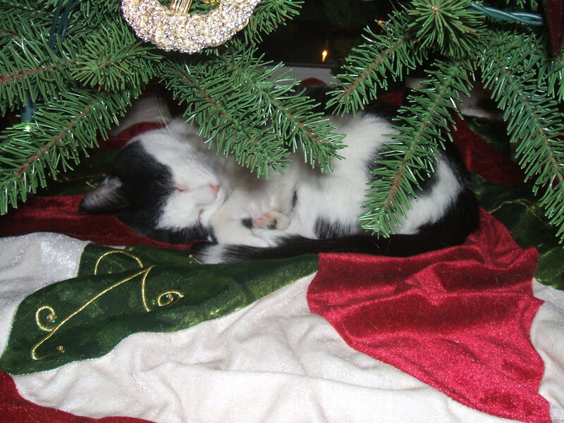 Black and White Cat — Green, Peaceful, Night