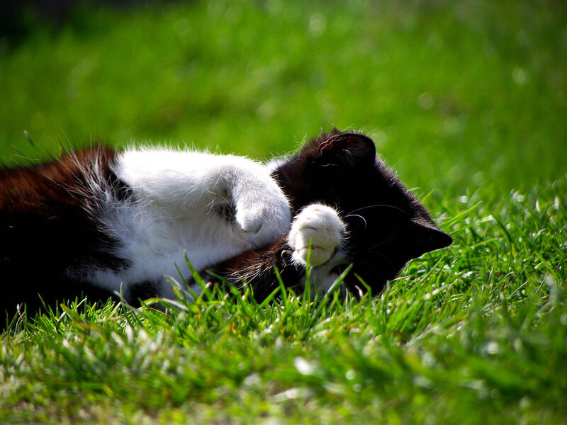 Black and White Cat — Green, Peaceful