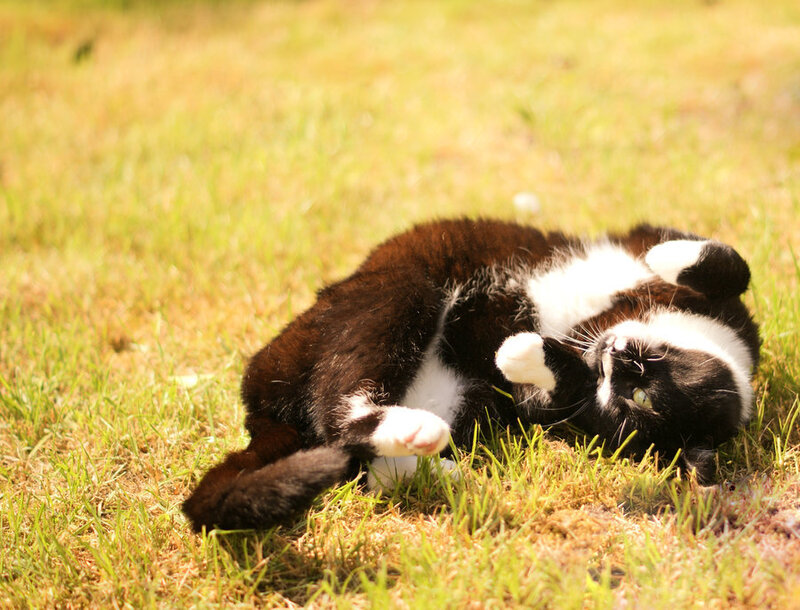 Black and White Cat — Green, Relaxed