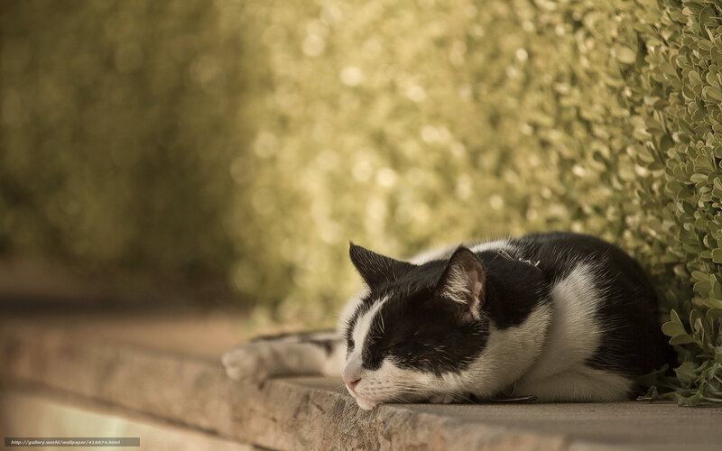 Black and White Cat — Green, Serene, Afternoon, Photograph, Bush