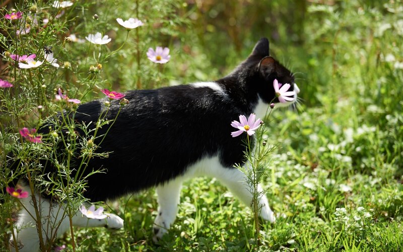 Black and White Cat — Green, Serene, Afternoon, Photograph, Flowers