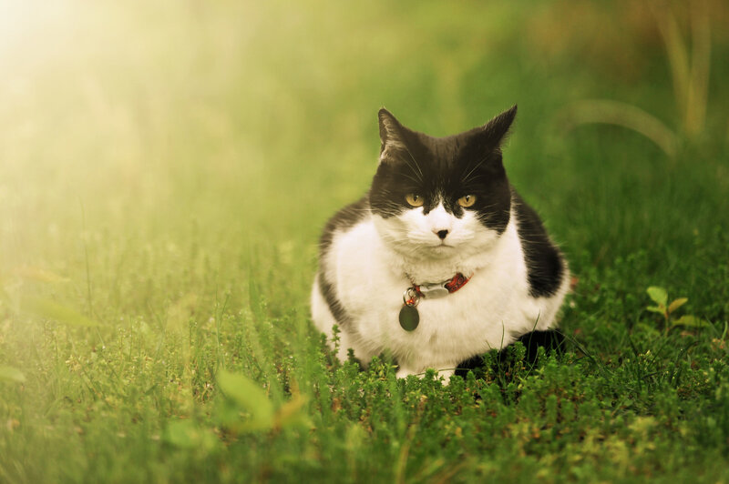 Black and White Cat — Green, Serene, Morning
