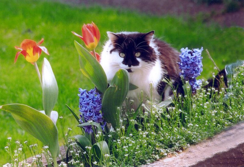 Black and White Cat — Green, Serene, Spring