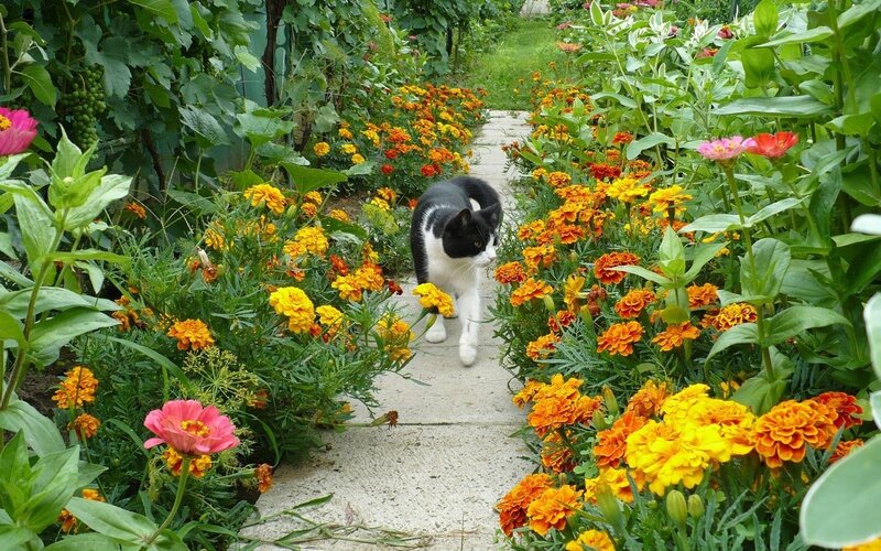 Black and White Cat — Green, Serene, Summer