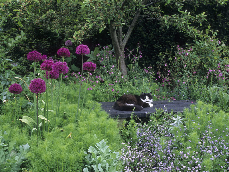Black and White Cat — Green, Serene