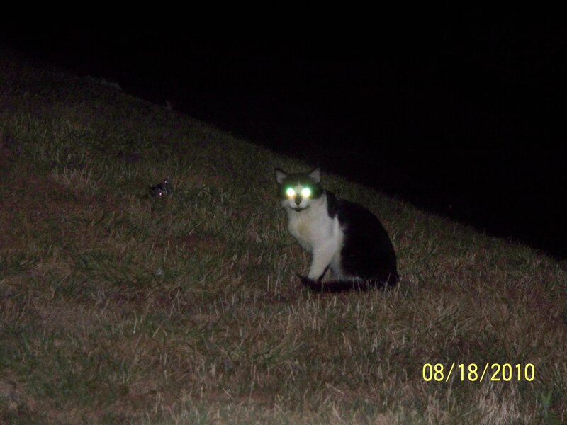 Black and White Cat — Green