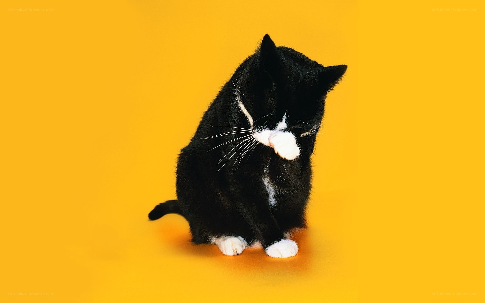 black and white cat grooming
