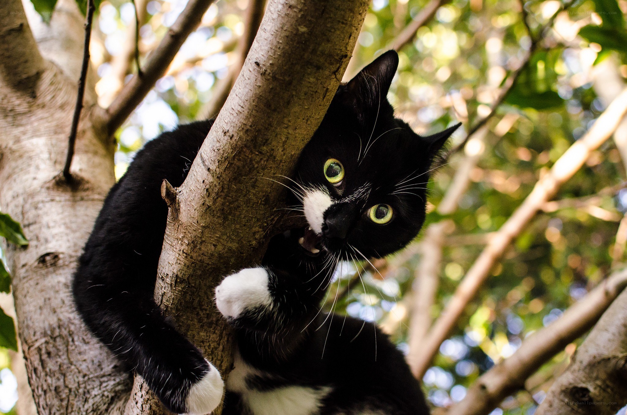 Black and white cat in a tree