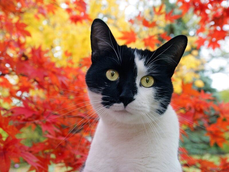 black and white cat in autumn