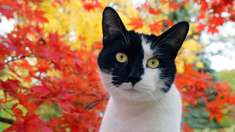 black and white cat in autumn