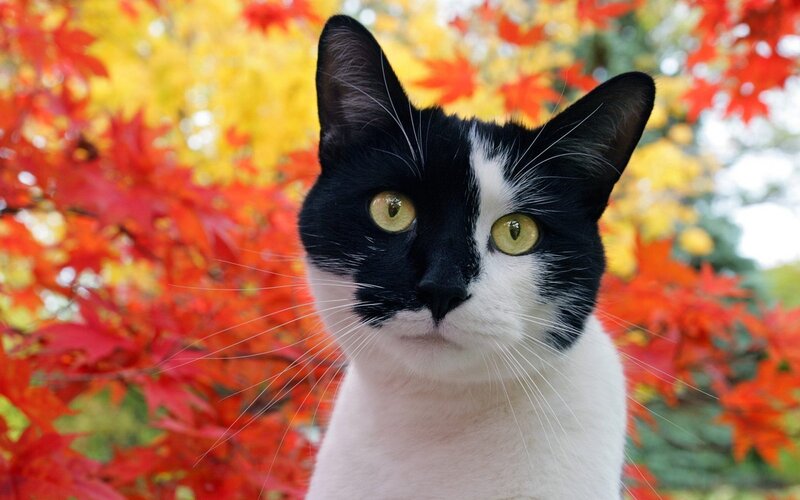 black and white cat in autumn