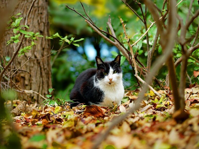 Black and white cat in autumn forest
