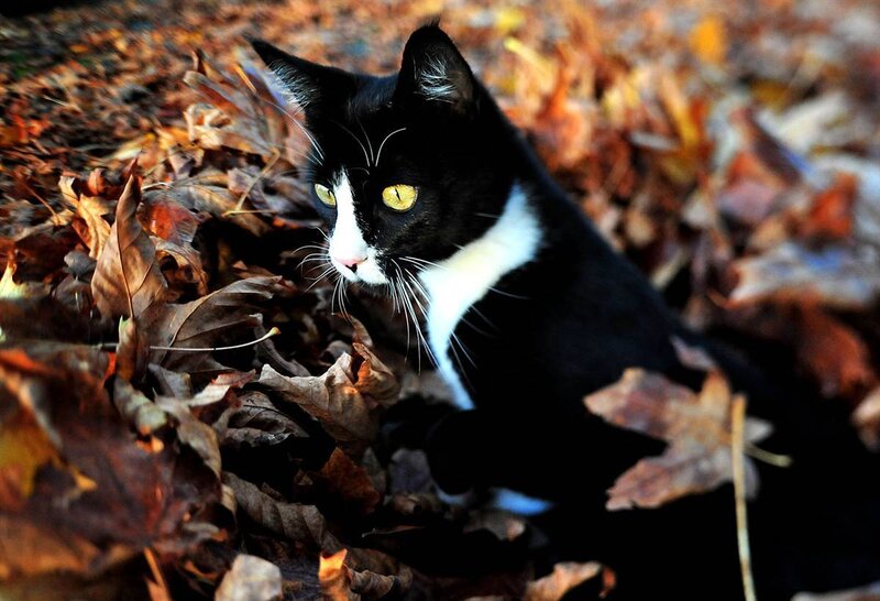 black and white cat in autumn leaves