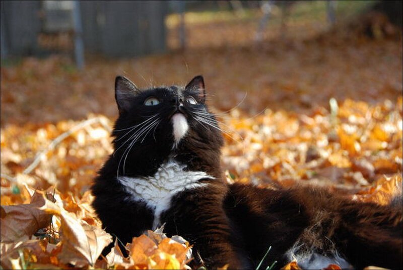 Black and white cat in autumn leaves