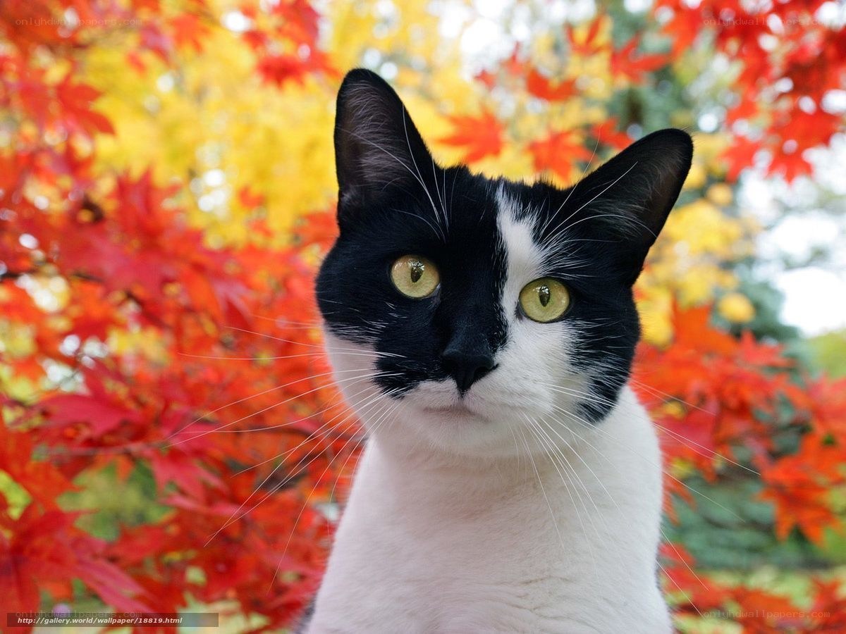 black and white cat in autumn