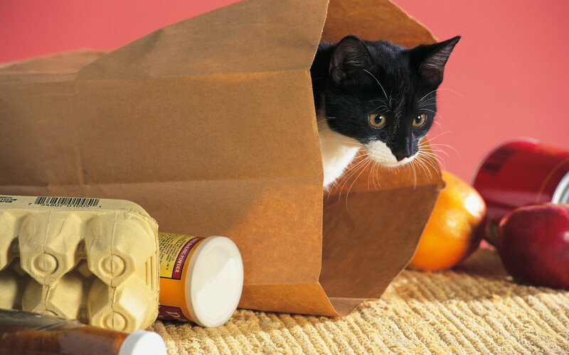 Black and White Cat in Bag