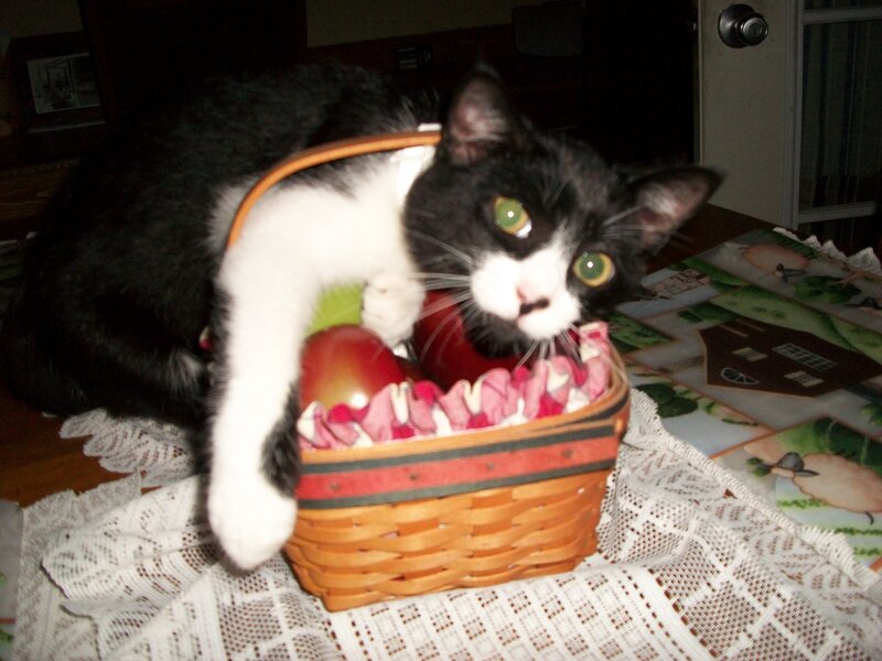 Black and White Cat in Basket — Curious