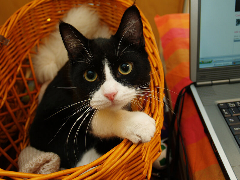 Black and White Cat in Basket