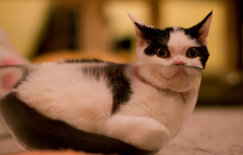 Black and White Cat in Bowl