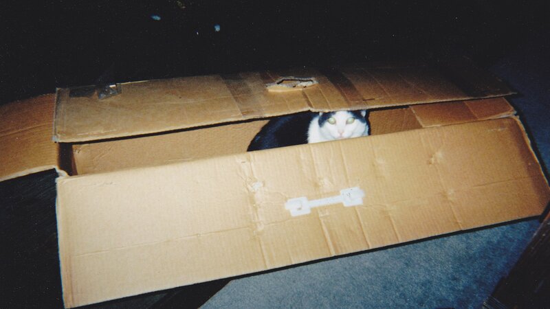 Black and White Cat in Box — Brown, Curious