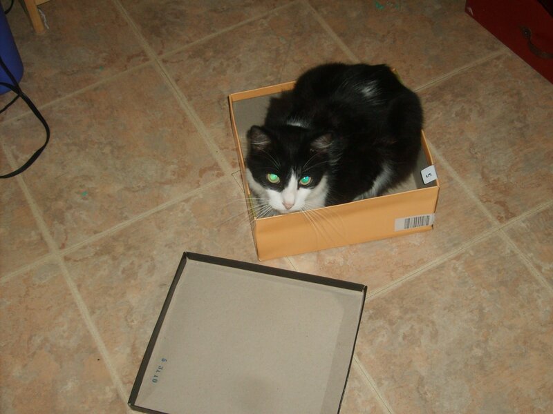 Black and White Cat in Box — Brown